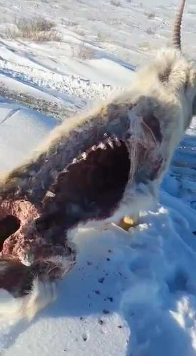 Rekt by the cold