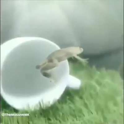 He gains elevation:0