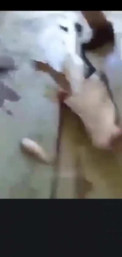 Catfished