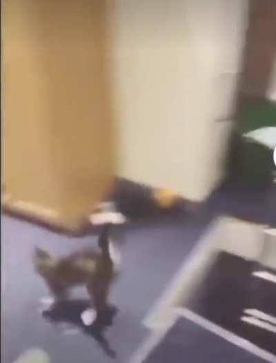 Achei fofo