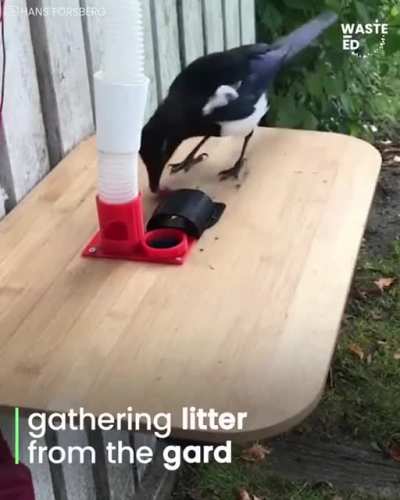 Birds cleaning the neighbourhood