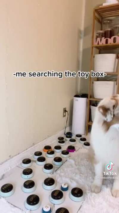 Dog: BALL WHERE?