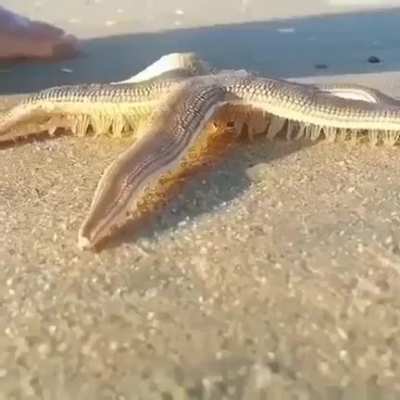 🔥 Starfish walking on the beach