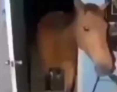 Scary jumpscare