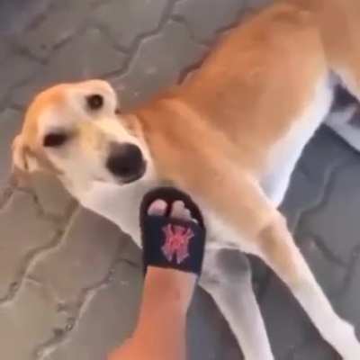 Olha o ronco