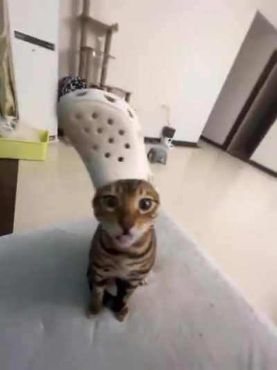 Croc Wunkus