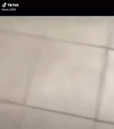 o dog estava no lugar errado na hora errada