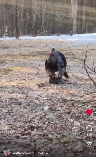 Just a turkey doing turkey things.