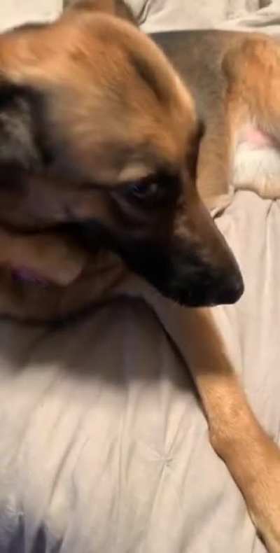 I stopped petting her for 30 seconds to take my work boots off...