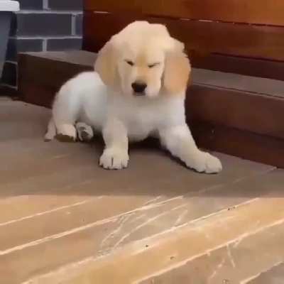 Sleepy dog🤗