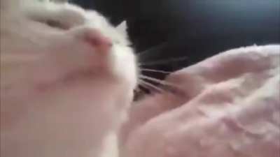 cat do be vibn doe💯
