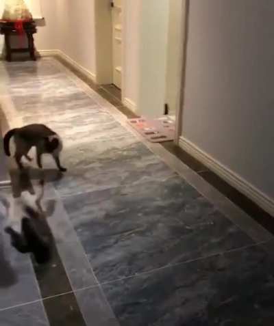 Nice moves
