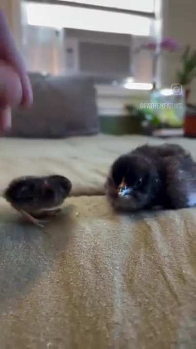 Baby Chicken vs Baby Quail