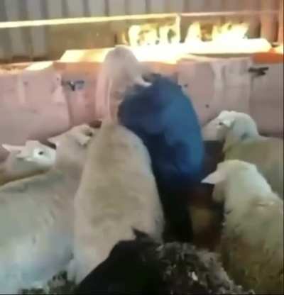 Овцы