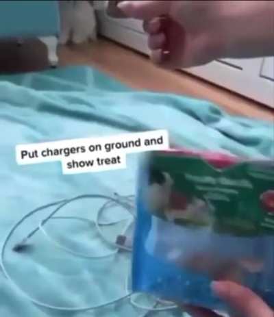 bunny keeps chewing them up