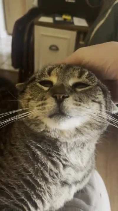 (OC) 10 out of 10 times Buddy will purr as soon as you pet him. Even when he’s sound asleep 🥰