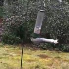 Weeeeeee
