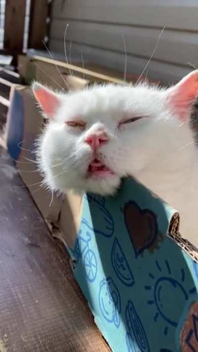 Who got into the catnip? Was it you?