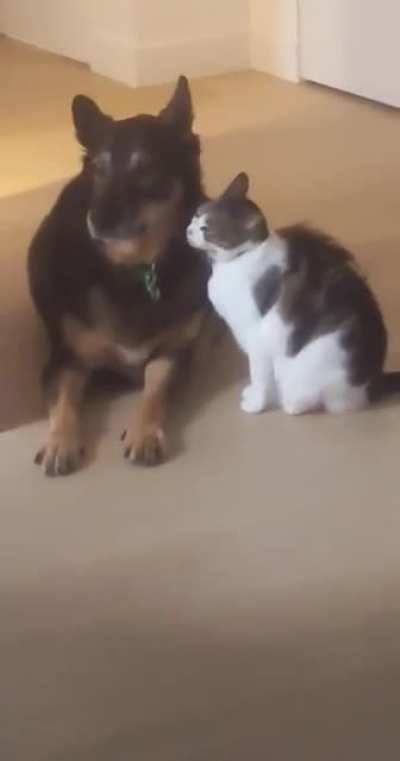 My cat, my dog. Best friends.