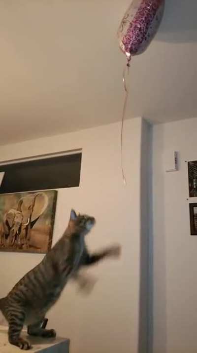 Cat.