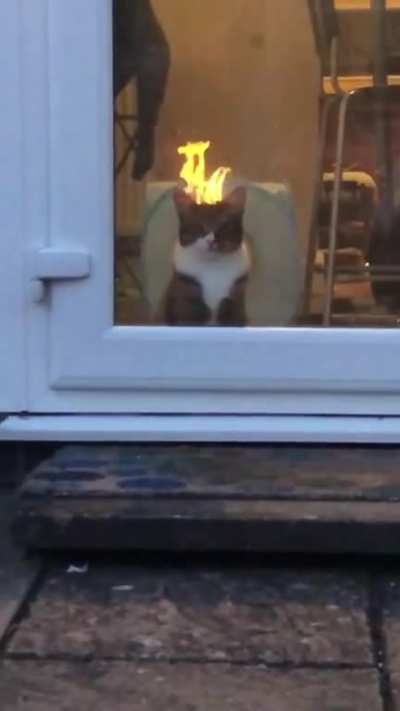 Котик из преисподней