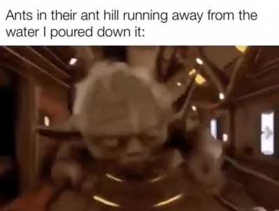 Ants like ketamine they do