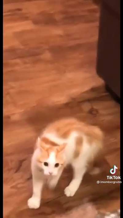 My spirit animal