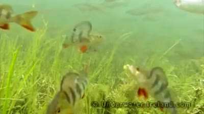 Fish getting hooked