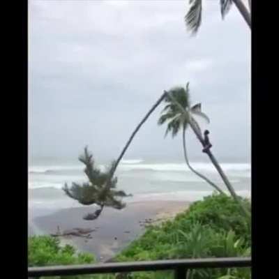 Tropical thunder