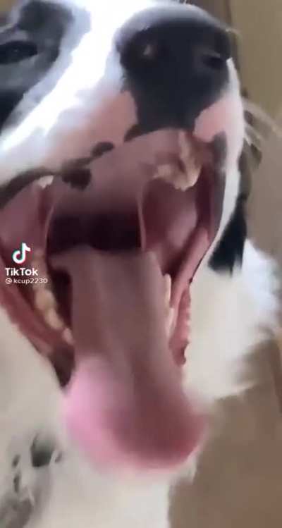 pant