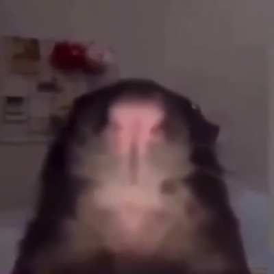 rat