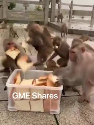 Me and my M O N K E S are chasing the bread