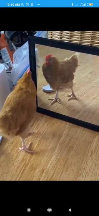 Chicken