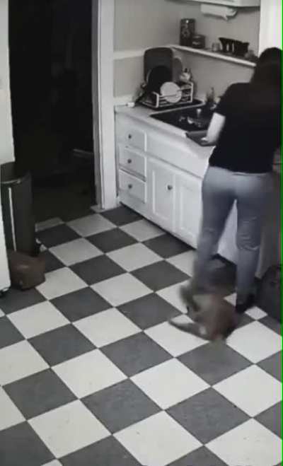 hitcat
