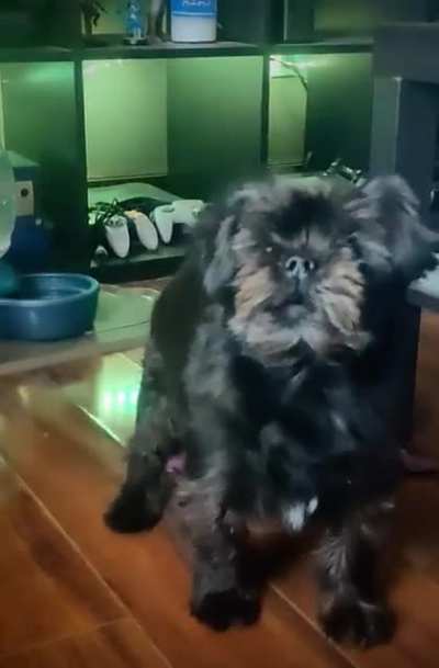 He's barely barked his entire life until recently. His scream borking is killing me.