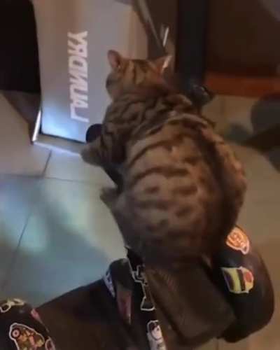 Cat on overboard