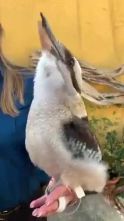 AllTheKookaburras