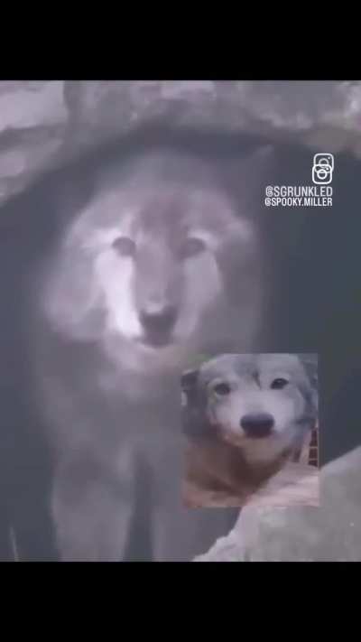 Wunkus beasts