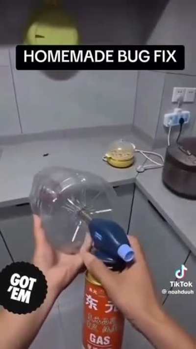 Bugs