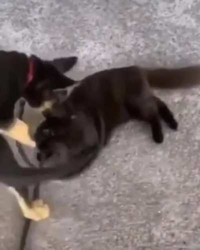 If looks could kill