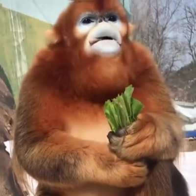 CRONCH CRONCH CRONCH