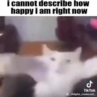 Feline activities