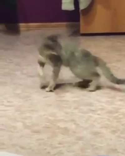 Cat-stylo break dance