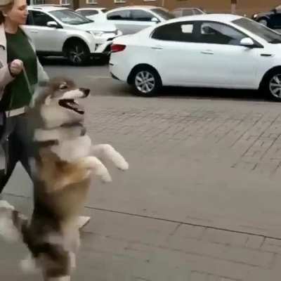 Когда ты пёс, но в душе - кенгуру