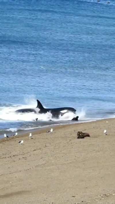 🔥 🔥 🔥 Orca chow 
