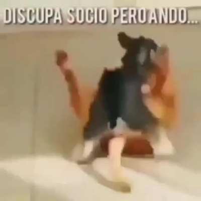 Volví perras xd