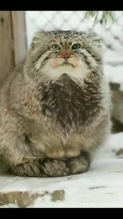 🔥 Pallas cat sitting on its tail to stay warm, a barrier against the cold ground 🔥