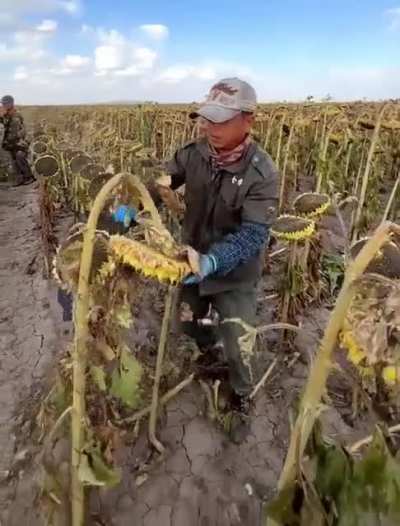 Hand- harvesting sunflowers