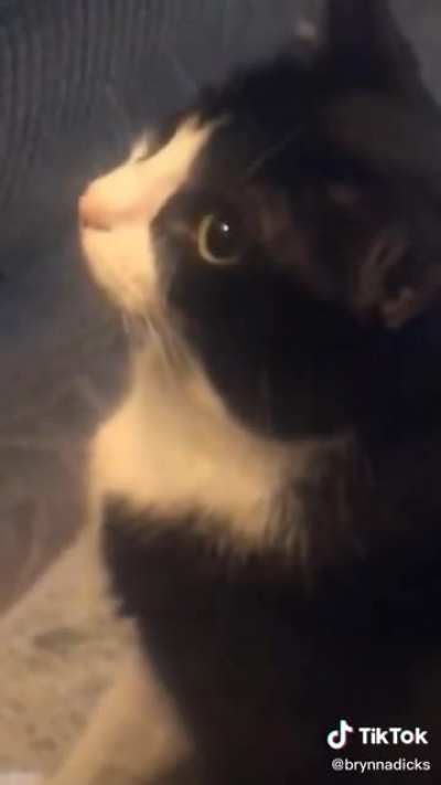 AA