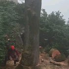 Birth of a lumberjack